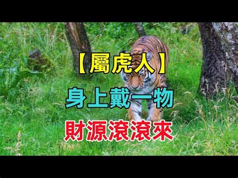 屬虎招財|屬虎旺運首飾指南：必戴碧璽、琥珀、黑曜石